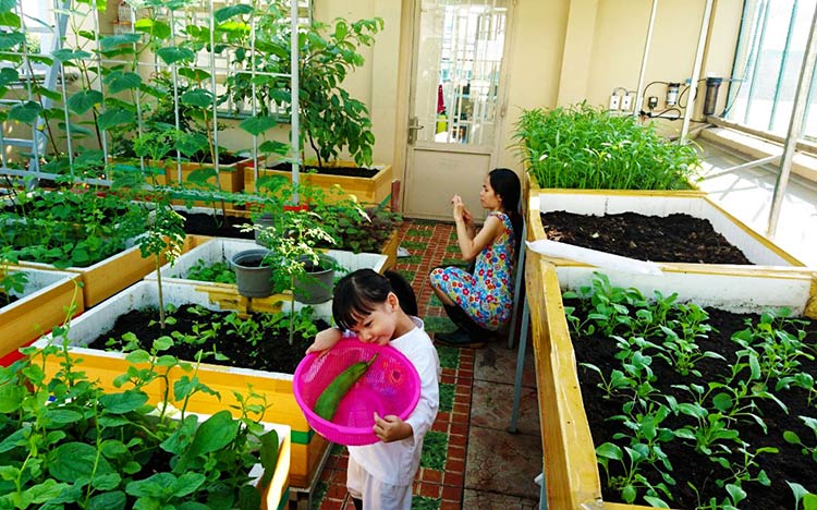 Cùng con tự trồng rau tại nhà