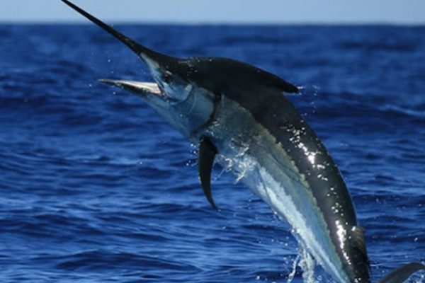 Cá kiếm với công thức kho cá kiếm ngon và dinh dưỡng cho cả nhà