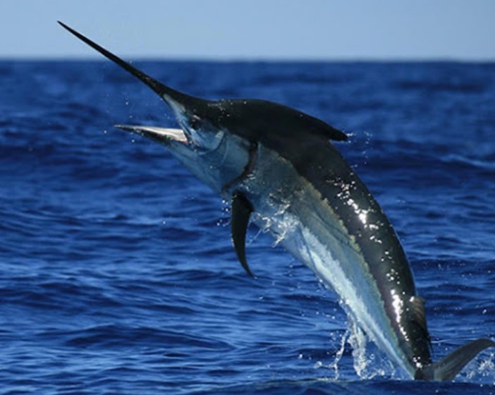 Cá kiếm với công thức kho cá kiếm ngon và dinh dưỡng cho cả nhà